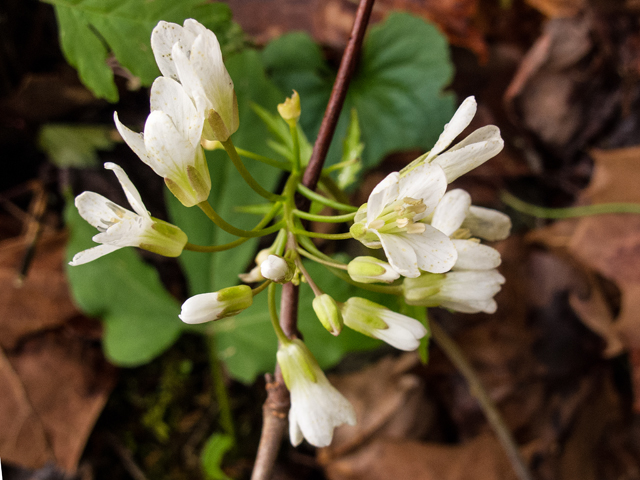 Cardamine angustata (Slender toothwort) #58450