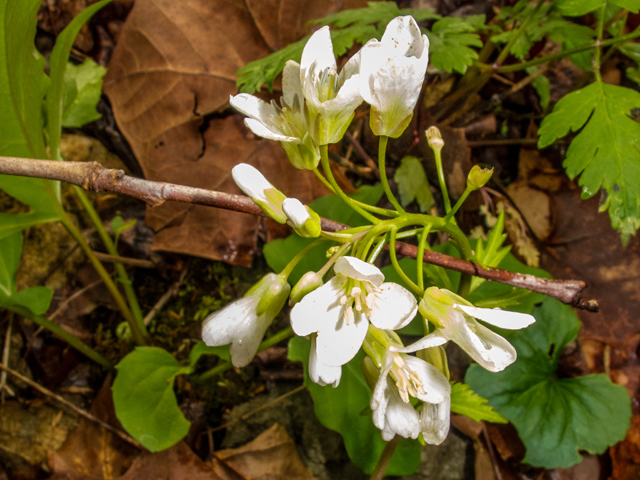 Cardamine angustata (Slender toothwort) #58451