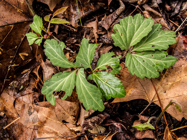 Cardamine angustata (Slender toothwort) #58452