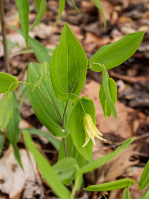 Uvularia perfoliata (Perfoliate bellwort) #58456