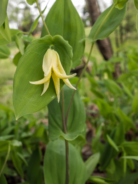 Uvularia perfoliata (Perfoliate bellwort) #58460