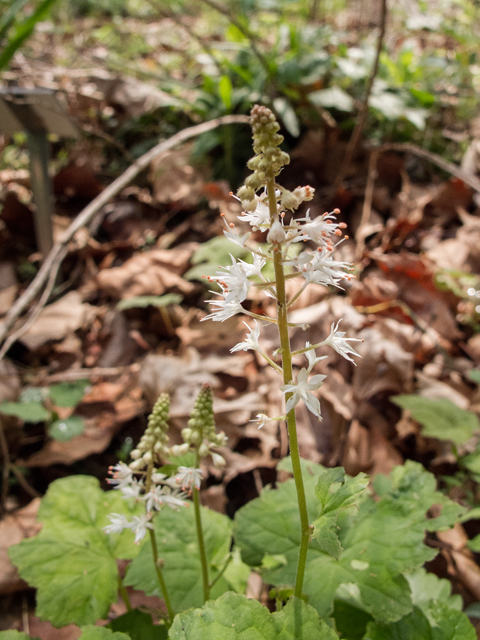 Tiarella cordifolia (Heartleaf foamflower) #58465