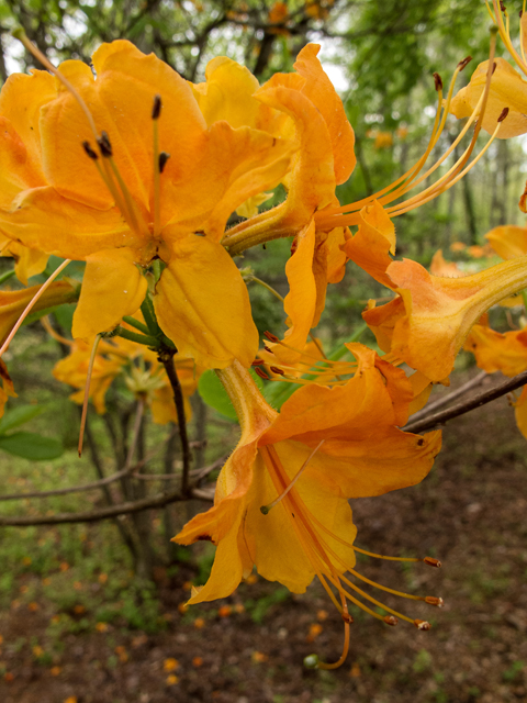 Rhododendron calendulaceum (Flame azalea) #58481