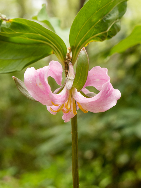 Trillium catesbaei (Bashful wakerobin) #58484