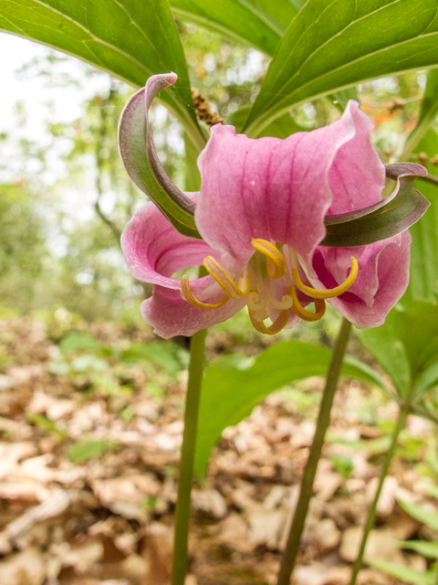 Trillium catesbaei (Bashful wakerobin) #58485