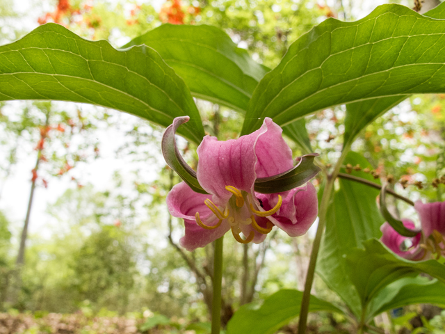 Trillium catesbaei (Bashful wakerobin) #58486