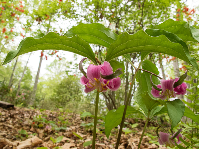 Trillium catesbaei (Bashful wakerobin) #58487