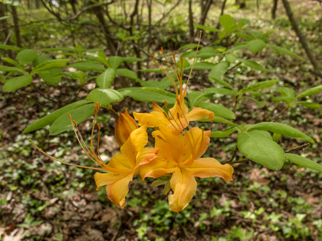 Rhododendron calendulaceum (Flame azalea) #58489