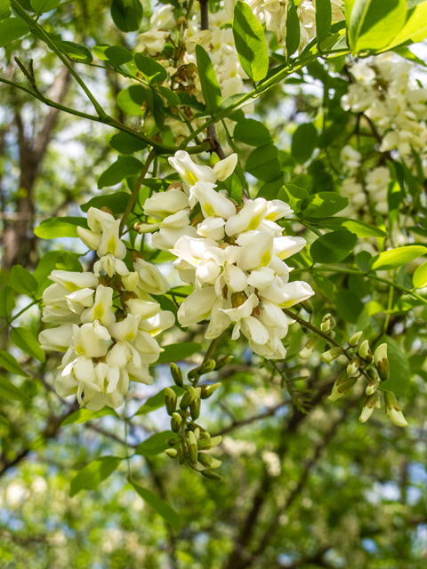 Robinia pseudoacacia (Black locust) #58496