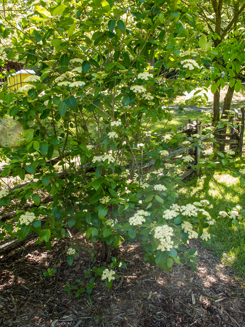 Viburnum nudum (Possumhaw viburnum) #58497