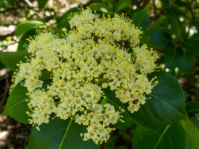 Viburnum nudum (Possumhaw viburnum) #58498