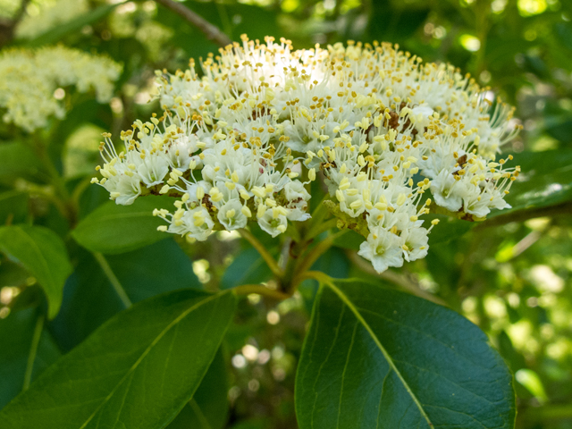 Viburnum nudum (Possumhaw viburnum) #58499