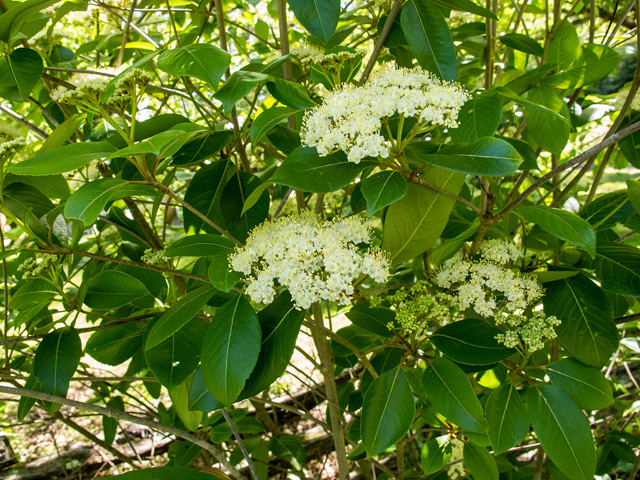 Viburnum nudum (Possumhaw viburnum) #58500