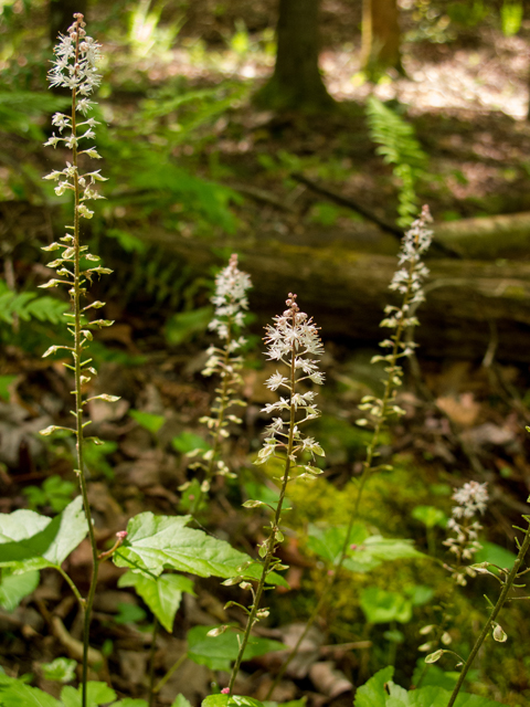 Tiarella cordifolia (Heartleaf foamflower) #58507