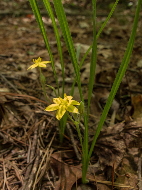 Hypoxis hirsuta (Common goldstar) #58526