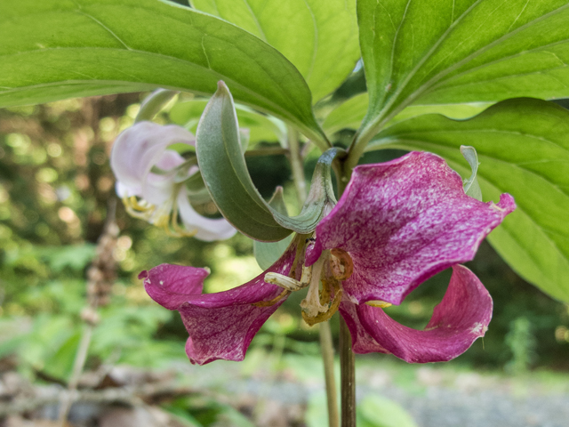 Trillium catesbaei (Bashful wakerobin) #58555