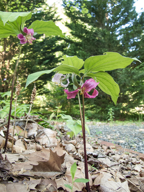 Trillium catesbaei (Bashful wakerobin) #58556