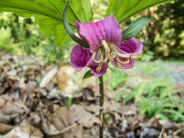 Trillium catesbaei (Bashful wakerobin) #58557