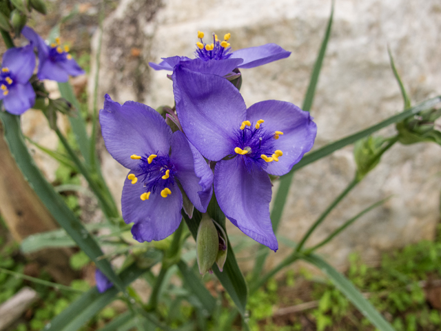 Tradescantia subaspera (Zigzag spiderwort) #58564