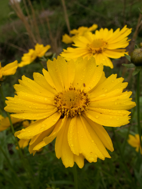 Coreopsis lanceolata (Lanceleaf coreopsis) #58569