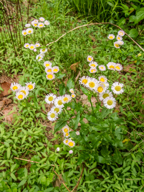 Erigeron philadelphicus (Philadelphia fleabane) #58571