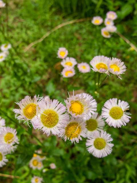 Erigeron philadelphicus (Philadelphia fleabane) #58572