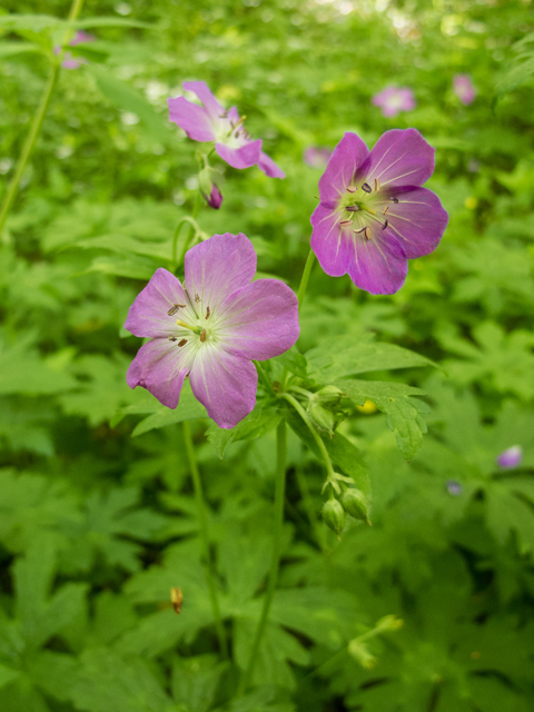 Geranium maculatum (Spotted geranium) #58591