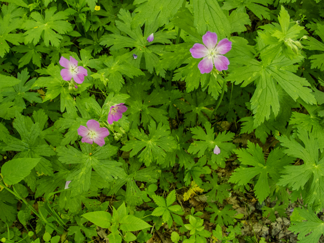 Geranium maculatum (Spotted geranium) #58592