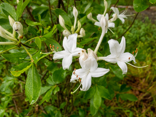 Rhododendron viscosum (Swamp azalea) #58619