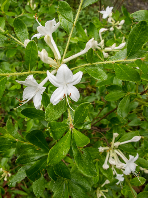 Rhododendron viscosum (Swamp azalea) #58620