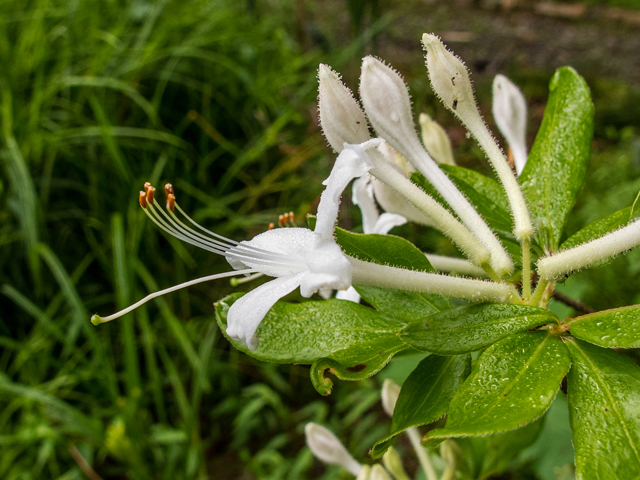 Rhododendron viscosum (Swamp azalea) #58622