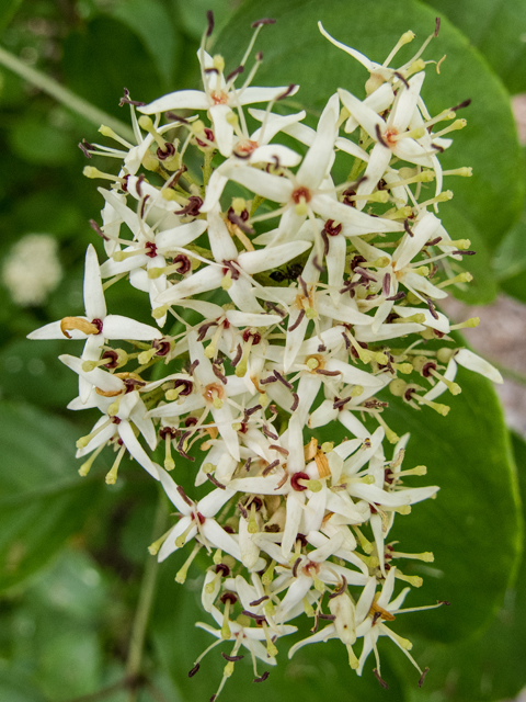 Cornus amomum (Silky dogwood) #58641