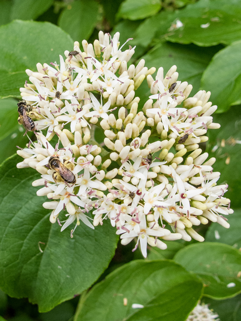 Cornus amomum (Silky dogwood) #58643