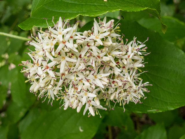 Cornus amomum (Silky dogwood) #58645