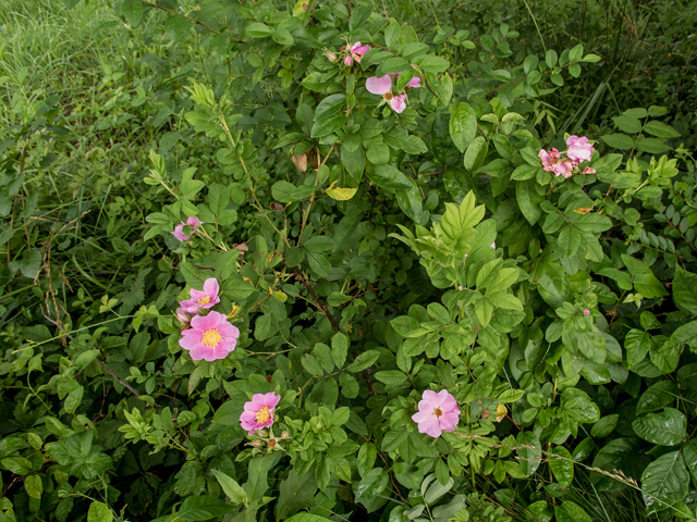 Rosa carolina (Carolina rose) #58673