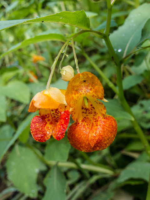 Impatiens capensis (Jewelweed) #58688