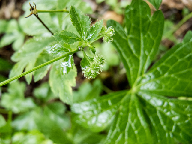 Geranium maculatum (Spotted geranium) #58697