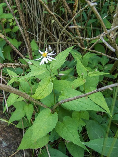 Eurybia divaricata (White wood aster) #58738