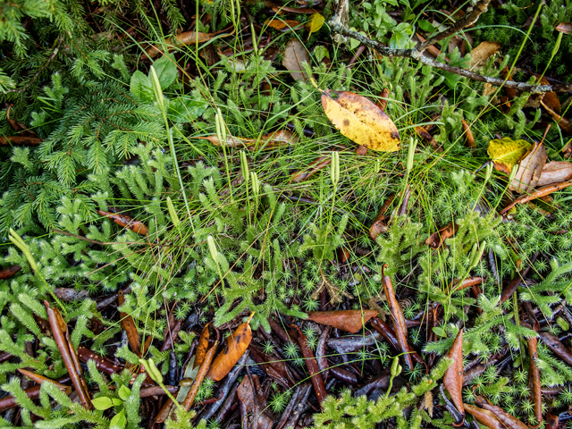 Lycopodium clavatum (Running clubmoss) #58739