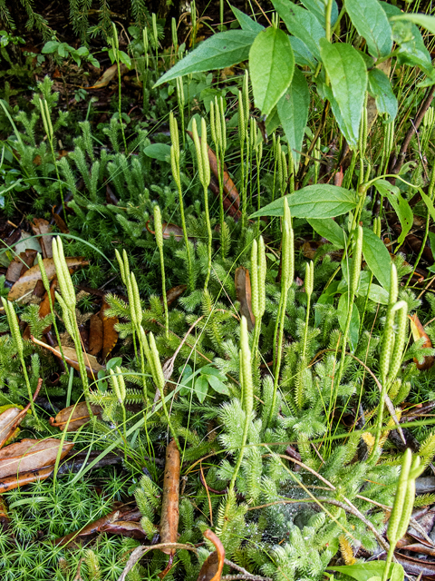 Lycopodium clavatum (Running clubmoss) #58740