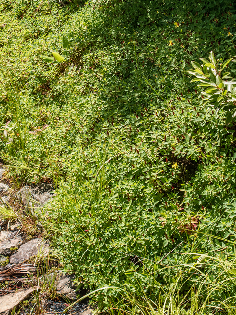 Hypericum buckleyi (Buckley's st. john's-wort) #58750