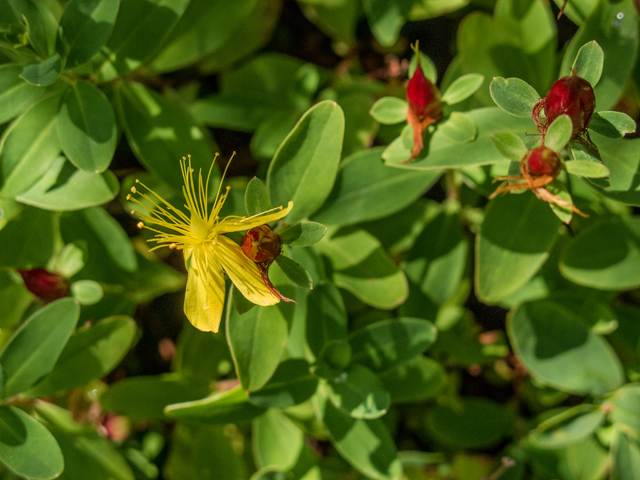 Hypericum buckleyi (Buckley's st. john's-wort) #58751