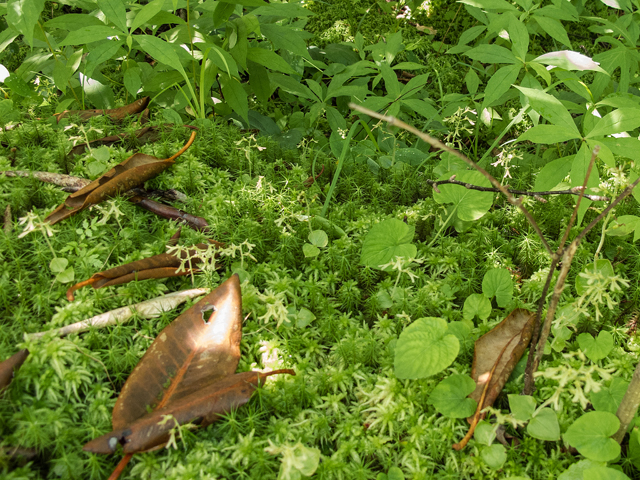 Listera smallii (Kidneyleaf twayblade) #58758