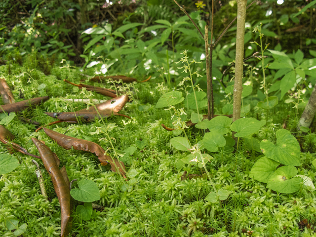 Listera smallii (Kidneyleaf twayblade) #58759