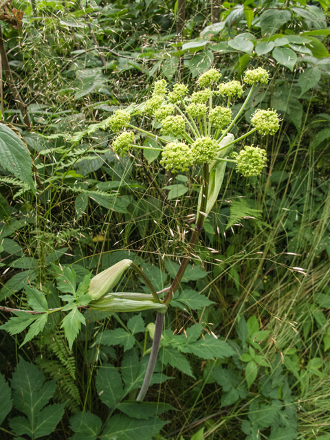 Angelica triquinata (Filmy angelica) #58769