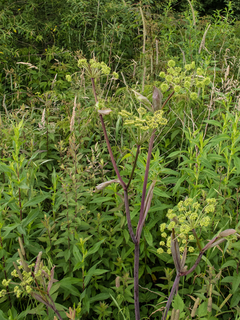 Angelica triquinata (Filmy angelica) #58770