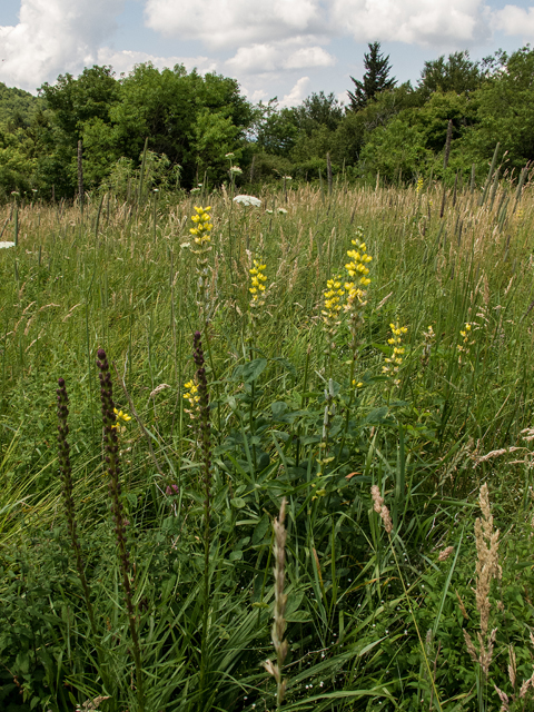 Thermopsis villosa (Carolina bushpea) #58773