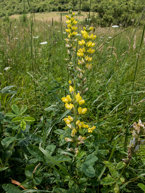 Thermopsis villosa (Carolina bushpea) #58774