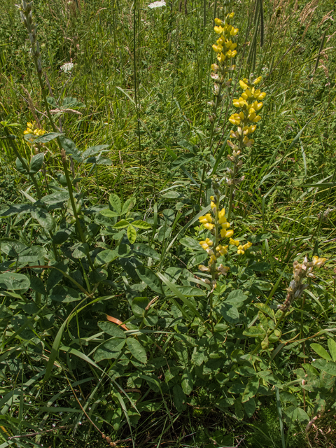 Thermopsis villosa (Carolina bushpea) #58776