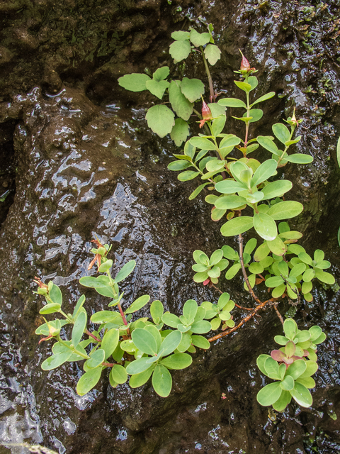 Hypericum buckleyi (Buckley's st. john's-wort) #58790